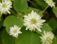 Fully double pale green flowers